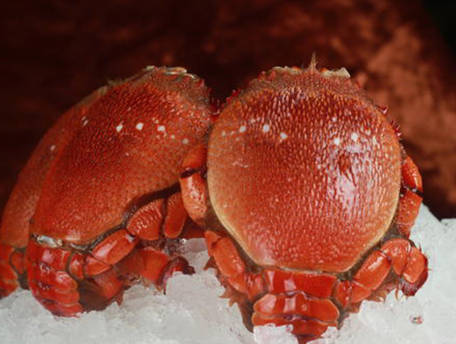 Tiger Crab