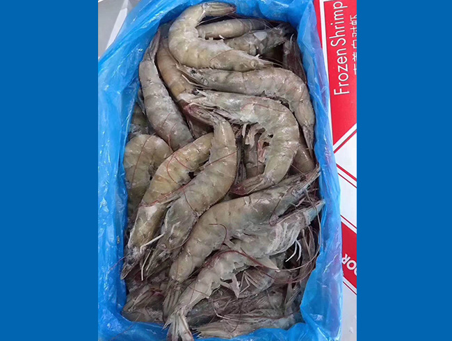 Ecuadorian white shrimp