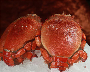 Tiger Crab