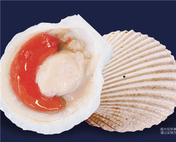 Half Shell Scallops